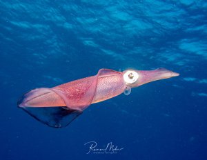 Ein Kalmar schwimmt elegant durch das blaue Freiwasser, wobei seine rosafarbene bis violette Haut mit charakteristischen Punktmustern deutlich sichtbar ist. Das große, runde Auge und die typische Körperform des Kopffüßers sind im Profil perfekt zu erkennen.