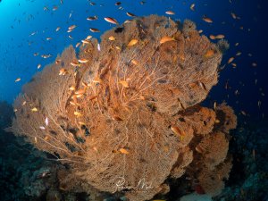 Eine große Gorgonie fächert sich vor dem blauen Hintergrund auf, umgeben von einem Schwarm orangefarbener Fahnenbarsche. Eine klassische Riffszene des Roten Meeres.