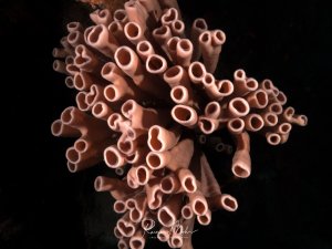 Eine braunrosa-farbene Röhrenschwamm-Kolonie mit charakteristischen röhrenförmigen Öffnungen, die sich vor dunklem Hintergrund präsentiert. Die zahlreichen Röhren verschiedener Größen zeigen die typische Wuchsform dieser Schwammtiere, die Wasser zur Nahrungsaufnahme filtrieren.