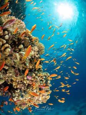 Ein farbenfrohes Korallenriff im Roten Meer mit einem Schwarm orangefarbener Fahnenbarsche (Pseudanthias squamipinnis). Die Sonne strahlt von oben durch das klare blaue Wasser auf die Korallen.