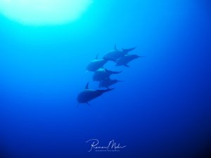 Eine Gruppe von Delfinen schwimmt elegant durch das tiefblaue Wasser. Die Meeressäuger bewegen sich in enger Formation, wobei ihre charakteristischen rundlichen Körper und die typische dunkle Färbung gut erkennbar sind.
