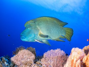Imposanter Napoleonfisch mit Begleitfischen schwimmt über Fächerkorallen am Riff. Ein kleiner Schiffshalter heftet sich an seinen Körper.