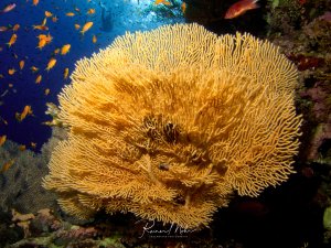 Eine prächtige Gorgonie dominiert die Szene, umgeben von einem lebhaften Schwarm orangefarbener Fahnenbarsche im tiefblauen Wasser. Die Koralle zeigt ihre charakteristische flache, fächerförmige Struktur mit feinen Ästen, während die kleinen Riffbarsche dicht über dem Korallenriff schweben.