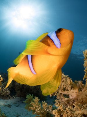 Ein Rotmeer-Anemonenfisch posiert frontal vor der Kamera, die Sonne strahlt im Hintergrund durch das Wasser. Die leuchtend orange Färbung mit den charakteristischen weißblauen Streifen hebt sich vor den Weichkorallen ab.