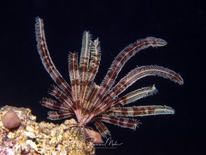 Eine elegante Federsternlilie entfaltet ihre gefiederten Arme vor dunklem Hintergrund. Das Stachelhäutertier sitzt auf einem mit Bewuchs bedeckten Riffsubstrat und zeigt die charakteristische strahlenförmige Anordnung seiner Filterarme.