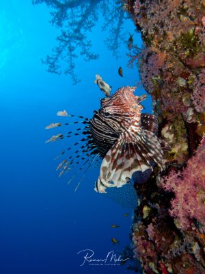 Ein prächtiger Rotfeuerfisch mit seinen charakteristischen gestreiften Brustflossen und giftigen Stacheln posiert majestätisch an einer bunten Riffwand. Im Hintergrund schwimmt ein kleiner Schwarm Anthias, während das tiefblaue Wasser die dramatische Unterwasserszene vervollständigt.