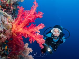 Eine Taucherin schwimmt neben einer prächtigen Riffwand mit leuchtend roten und rosa Weichkorallen vor tiefblauem Wasser. Die farbintensive Szene zeigt die spektakuläre Unterwasserlandschaft eines tropischen Korallenriffs mit seiner reichen Biodiversität.