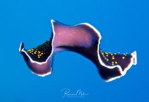 Ein Gelbpunkt-Strudelwurm schwimmt mit eleganten Bewegungen durch das blaue Wasser, wobei seine charakteristischen gelben Punkte auf der dunklen Oberseite und die hellen Flügelränder deutlich sichtbar sind. Die Aufnahme zeigt das majestätische Tier in perfekter Seitenansicht vor dem strahlend blauen Hintergrund des offenen Wassers.