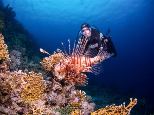 Ein Taucher beobachtet einen prächtigen Rotfeuerfisch am Korallenriff. Der Feuerfisch zeigt seine charakteristischen ausgebreiteten Brustflossen mit den markanten rötlich-braunen Streifen und langen Flossenstrahlen, während er zwischen den Korallen schwebt.