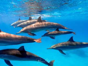 Eine Gruppe von Delfinen schwimmt elegant durch das kristallklare blaue Wasser nahe der Oberfläche. Die Meeressäuger zeigen ihr typisches Sozialverhalten in einer lockeren Schule, wobei ihre stromlinienförmigen Körper und charakteristischen Rückenflossen deutlich sichtbar sind.