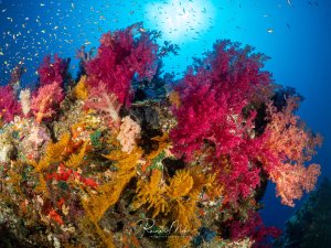 Farbenprächtiger Korallenblock im Roten Meer, dicht bewachsen mit leuchtend pinken und magentafarbenen Weichkorallen (Dendronephthya) sowie goldgelben Gorgonien. Kleine Fische schwimmen darüber im blauen Wasser.