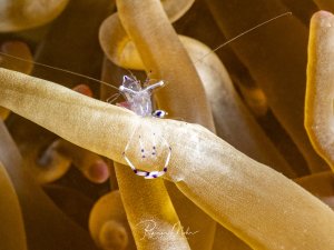 Winzige transparente Anemonengarnele sitzt auf einem Anemonententakel. Der fast durchsichtige Körper zeigt feine violett-weiße Zeichnungen an Beinen und Scheren.