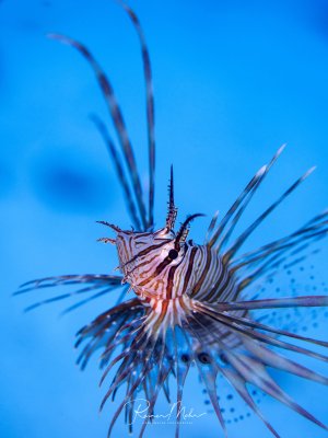 Ein junger Rotfeuerfisch zeigt seine prächtigen, fächerförmig ausgebreiteten Brustflossen vor einem strahlend blauen Hintergrund. Die charakteristischen rot-weißen Streifen und die langen, giftigen Flossenstrahlen sind deutlich erkennbar.