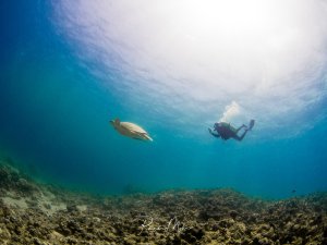 Eine Meeresschildkröte gleitet majestätisch durch das blaue Wasser über einem Korallenriff, während ein Taucher in respektvollem Abstand die Begegnung beobachtet. Die Szene zeigt die harmonische Koexistenz zwischen Mensch und Meerestier in ihrer natürlichen Umgebung.