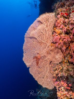 Große Fächergorgonie an einer Steilwand, daneben rosa Weichkorallen. Im Hintergrund die Silhouette eines Tauchers.