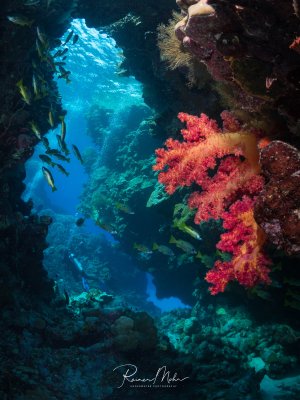 Eine spektakuläre Unterwasserszene zeigt eine mit leuchtend roten und orangen Weichkorallen bewachsene Felswand oder Wrackstruktur. Durch eine Öffnung fällt dramatisches blaues Licht, während sich Schwarmfische in der Wassersäule bewegen und die farbenprächtigen Korallen einen starken Kontrast zum tiefblauen Wasser bilden.