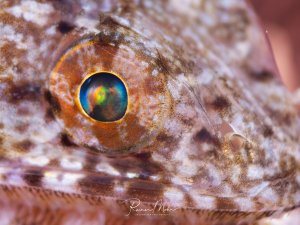 Supermakro-Aufnahme des Auges eines Eidechsenfisches mit schillernden Regenbogenfarben in der Iris und der charakteristischen gemusterten Haut.