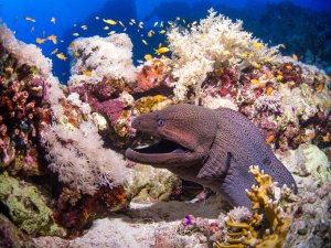 Eine Riesenmuräne mit geöffnetem Maul versteckt sich zwischen bunten Weichkorallen und Schwämmen am Riff. Im Hintergrund schwimmt ein Schwarm gelber Riffbarsche durch das kristallklare blaue Wasser.