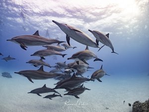 Große Schule von Spinnerdelfinen gleitet dicht über dem Sandgrund durchs flache Wasser, an der Oberfläche Schnorchler.
