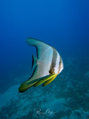 Ein eleganter Rundkopf-Fledermausfisch schwebt über sandigem Grund im tiefblauen Wasser. Der Fisch zeigt seine charakteristische silbrig-weiße Färbung mit dunklen Querstreifen und den namensgebenden fledermausartigen Brustflossen mit gelben Akzenten.