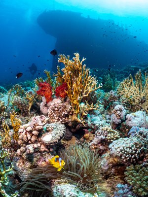 Bunter Korallengarten mit einem Rotmeer-Anemonenfisch in seiner Anemone im Vordergrund. Im Hintergrund zeichnet sich die Silhouette des Wrack der Kingston ab.
