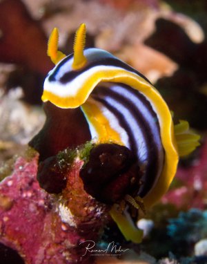 Eine wunderschöne Pyjama-Schnecke mit charakteristischen schwarzen und weißen Streifen sowie gelben Rhinophoren und Kiemen sitzt auf buntem Korallenbewuchs. Die leuchtenden Farben der Nacktschnecke kontrastieren perfekt mit der rötlich-pinken Korallenbasis.