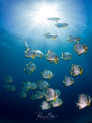 Ein Schwarm Fledermausfische schwebt im Blauwasser, von unten gegen die strahlende Sonne fotografiert. Die scheibenförmigen Silhouetten mit den gelben Bauchflossen ergeben ein eindrucksvolles Bild.