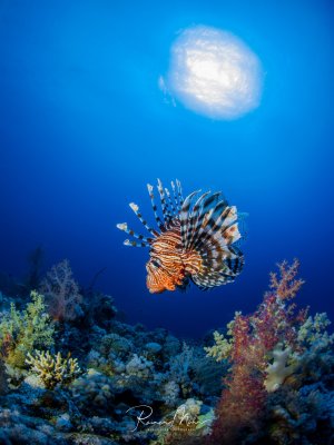 Ein majestätischer Rotfeuerfisch schwebt elegant über einem bunten Korallenriff, während die Sonne von oben durch das klare blaue Wasser scheint. Die charakteristischen gestreiften Brustflossen des Feuerfisches sind weit ausgebreitet, während er zwischen Hart- und Weichkorallen patrouilliert.
