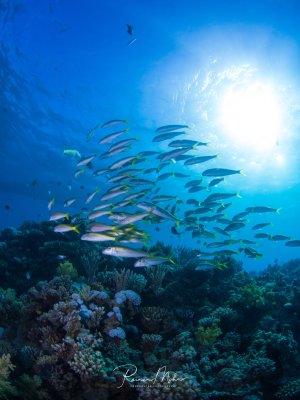 Ein dichter Schwarm silbrig-blauer Fische schwimmt über einer bunten Korallenlandschaft, während die Sonne durch das kristallklare Wasser scheint. Die Szene zeigt das lebendige Treiben am Riff mit verschiedenen Hart- und Weichkorallen im Vordergrund.
