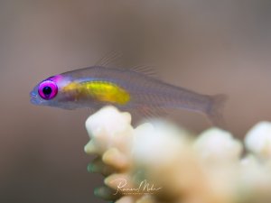 Eine kleine Rosa-Augen-Grundel mit charakteristischem violetten Auge und gelblicher Färbung am Körper ruht auf einer Hartkoralle. Das Makrofoto zeigt die feinen Details des transparenten Fisches mit seiner auffälligen Augenfarbe.