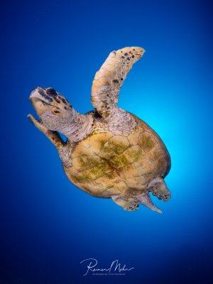 Eine Echte Karettschildkröte (Eretmochelys imbricata) schwimmt frei im Blauwasser. Von unten fotografiert zeigt sie den schönen gemusterten Panzer und die ausgebreitete Vorderflosse.