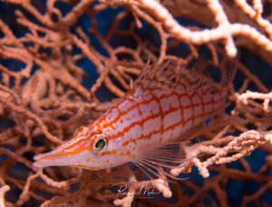 Ein Langschnäuziger Büschelbarsch schwimmt zwischen den verzweigten Ästen einer Gorgonie. Der kleine Fisch zeigt seine charakteristische orange-rote Gittermusterung und die verlängerte Schnauze, während er Schutz in den Korallenästen sucht.
