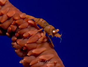 Eine Drahtkorallen-Garnele sitzt auf Ihrer Drahtkoralle vor tiefblauem Wasser. Der kleine Krebs ist perfekt an seine Wirtsanemone angepasst und zeigt eine faszinierende Tarnung.