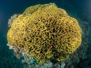 Große gelbe Salatkoralle (Turbinaria reniformis) auf dem Riff im Roten Meer. Die blattförmige Koralle bildet eine beeindruckende Struktur.
