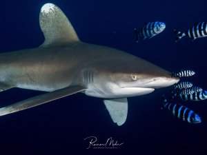 Ein Weißspitzenhochseehai (Longimanus) gleitet elegant durch das tiefblaue Wasser, begleitet von einem Schwarm schwarz-weiß gestreifter Pilotfische. Die Pilotfische schwimmen in charakteristischer Weise dicht um den Hai herum und nutzen dessen Schutz und Strömung.