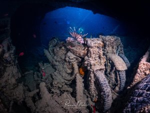 Ein Rotfeuerfisch schwebt über den bewachsenen Motorrädern im Laderaum der SS Thistlegorm. Im Hintergrund ein Taucher mit Lampe.