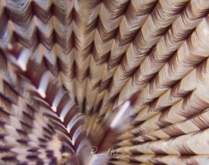 Eine detaillierte Makroaufnahme der filigranen Kiemen eines Röhrenwurms oder einer Sabellide, die fächerförmig ausgebreitet sind. Die feinen, gefiederten Strukturen zeigen eine beeindruckende geometrische Anordnung in warmen Braun- und Beigetönen.