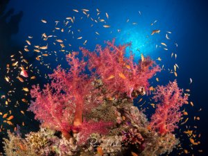 Ein prächtiger Korallenblock mit leuchtend pinken Weichkorallen wird von einem dichten Schwarm orangefarbener Fahnenbarsche umkreist. Die Szene zeigt die typische Symbiose zwischen Korallen und Rifffischen in tieferem, blauem Wasser mit dramatischer Beleuchtung.