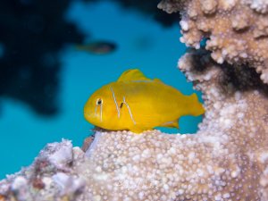 Eine Zitronengrundel ruht auf dem Fuß einer Tischkoralle. Der kleine gelbe Fisch mit seinen feinen weißen Streifen hebt sich leuchtend vom Riff ab.