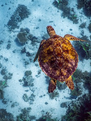 Eine gründe Meeresschildkröte schwimmt elegant über den sandigen Meeresboden zwischen Korallenformationen. Die charakteristische braun-gelbe Panzerzeichnung und der schmale Kopf sind deutlich erkennbar, während die Schildkröte ruhig durch ihr Riffhabitat gleitet.