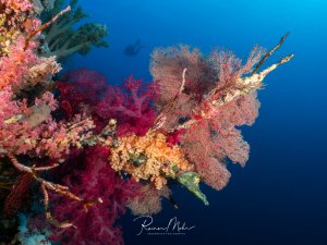 Eine farbenfrohe Riffszene mit üppigem Bewuchs aus rosa und violetten Weichkorallen sowie großen Gorgonien-Fächerkorallen vor tiefblauem Wasser. Die lebendige Korallenformation zeigt die typische Artenvielfalt eines gesunden tropischen Riffs.