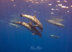 Eine Gruppe von Delfinen schwimmt elegant durch das tiefblaue Wasser nahe der Oberfläche. Die Meeressäuger bewegen sich synchron durch das Blauwasser, während Sonnenstrahlen von oben durch die Wasseroberfläche dringen und eine magische Unterwasseratmosphäre schaffen.