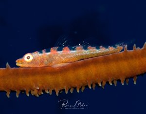 Eine Drahtkorallen-Grundel sitzt auf seiner Wirtskoralle. Der Halbtransparente Körper zeigt die Organe des kleines Fisches