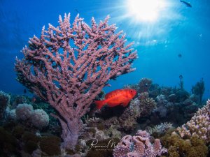 Ein leuchtend roter Großaugenbarsch schwimmt vor einer prächtigen violetten Weichkoralle in einem bunten Korallenriff. Die Szene wird von dramatischen Sonnenstrahlen von oben beleuchtet, die das kristallklare blaue Wasser durchdringen.