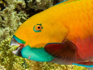 Nahportrait eines farbenprächtigen Rostfleck-Papageifisches mit leuchtend gelb-orangem Körper und türkisem Kinn beim Fressen an Korallen.