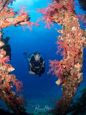 Ein Taucher schwebt durch eine spektakuläre Korallenformation mit üppig wachsenden rosa und roten Weichkorallen. Die Korallen bilden einen natürlichen Rahmen um den Taucher, der vor dem tiefblauen Wasser eine beeindruckende Silhouette abgibt.