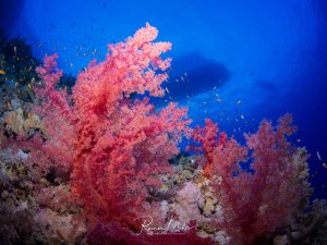 Eine prächtige Riffszene mit leuchtend rosa Weichkorallen, die sich vor dem tiefblauen Wasser entfalten. Kleine Riffbarsche schwimmen zwischen den Korallen und schaffen eine lebendige Unterwasserlandschaft mit intensiven Farbkontrasten.