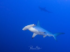 Ein Bogenstirn-Hammerhai schwimmt majestätisch durch das tiefblaue Wasser. Der charakteristische hammerförmige Kopf ist deutlich zu erkennen, im Hintergrund die Silhouette eines weiteren Hais.