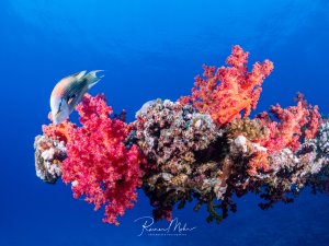 Mast am Bug des Wracks der Giannis-D mit leuchtend pinken und orangefarbenen Weichkorallen (Dendronephthya) im offenen Blauwasser. Ein Lippfisch schwimmt vorbei.