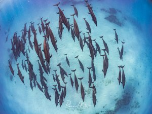 Große Schule von Spinnerdelfinen über hellem Sandgrund, aufgenommen von oben. Die Delfine schwimmen in lockerer Formation.